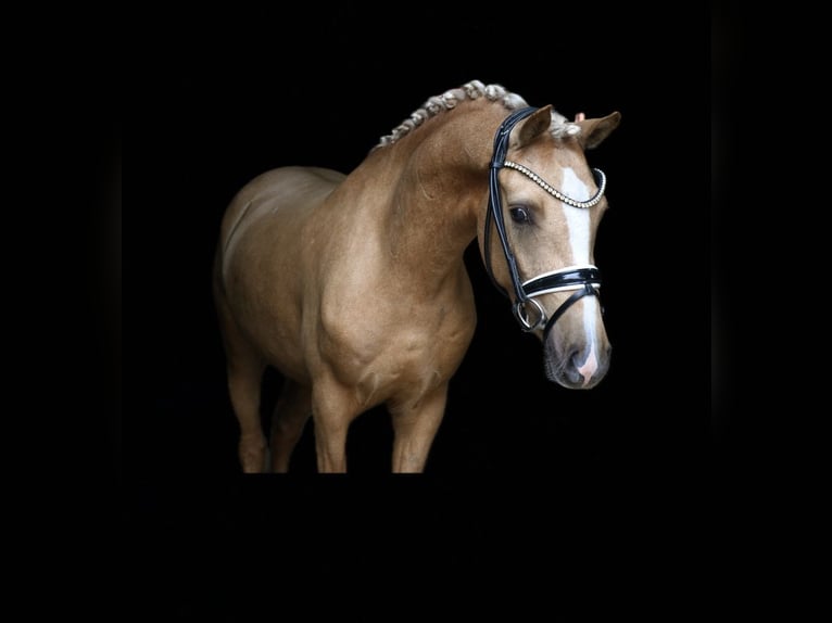 Deutsches Reitpony Wallach 3 Jahre 140 cm Palomino in Recke, bei Osnabr&#xFC;ck
