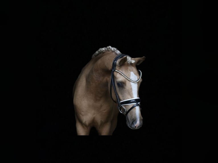 Deutsches Reitpony Wallach 3 Jahre 140 cm Palomino in Recke, bei Osnabr&#xFC;ck