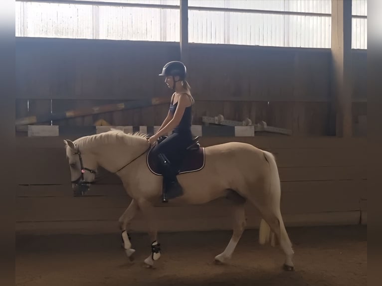 Deutsches Reitpony Wallach 3 Jahre 140 cm Palomino in Zarpen