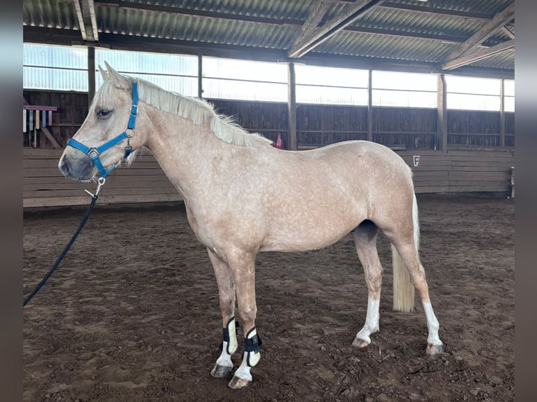 Deutsches Reitpony Wallach 3 Jahre 140 cm Palomino in Zarpen