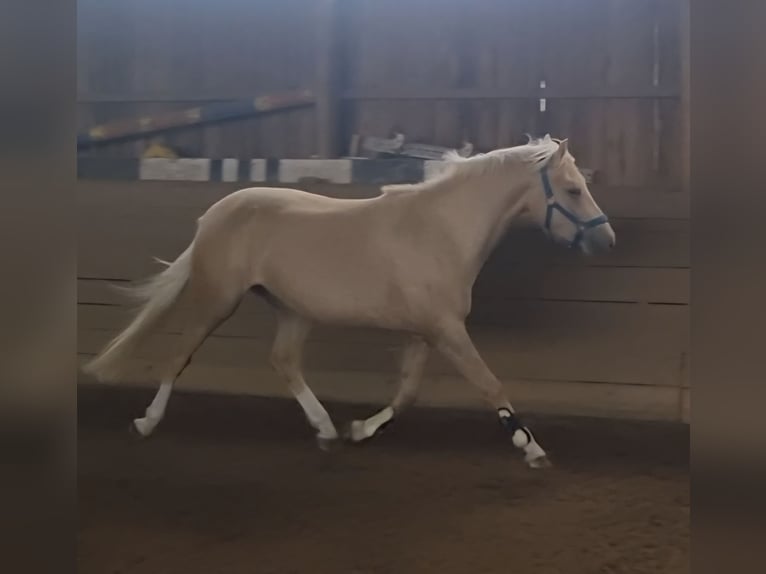 Deutsches Reitpony Wallach 3 Jahre 140 cm Palomino in Zarpen