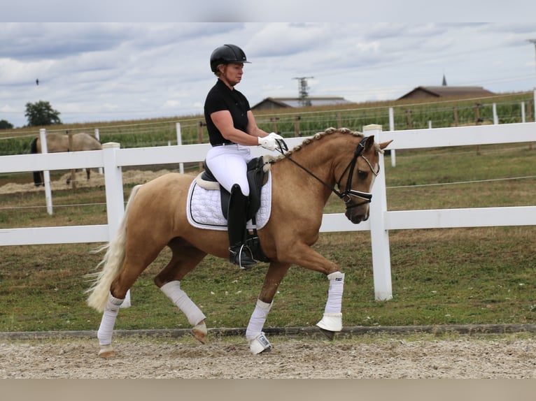 Deutsches Reitpony Wallach 3 Jahre 140 cm Palomino in Recke, bei Osnabr&#xFC;ck