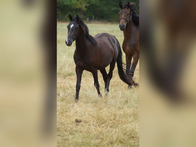 Deutsches Reitpony Wallach 3 Jahre 140 cm Rappe in Neuenkirchen-Vörden