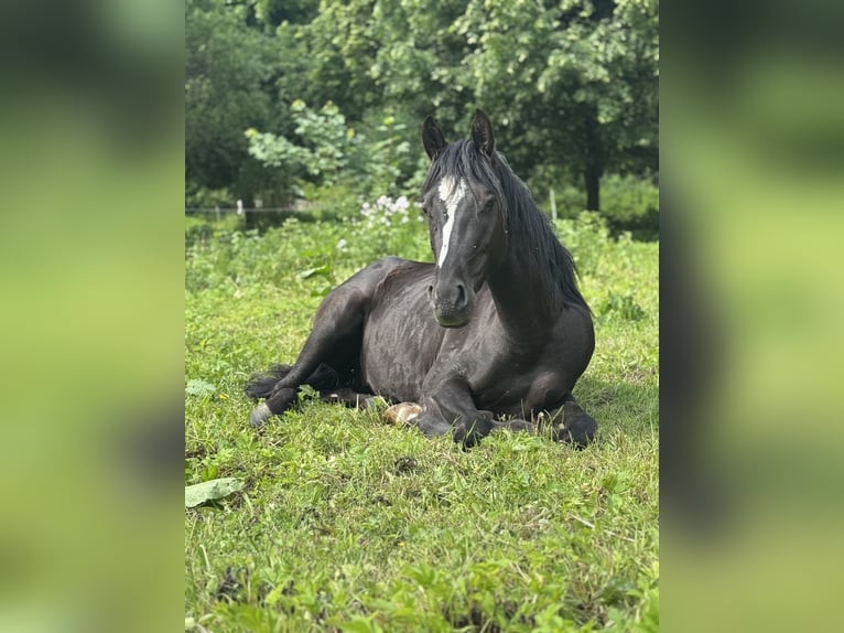 Deutsches Reitpony Mix Wallach 3 Jahre 140 cm Rappe in Rechenberg-Bienenm&#xFC;hle