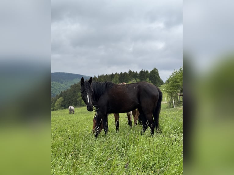 Deutsches Reitpony Mix Wallach 3 Jahre 140 cm Rappe in Rechenberg-Bienenm&#xFC;hle
