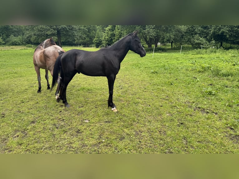 Deutsches Reitpony Mix Wallach 3 Jahre 140 cm Rappe in Rechenberg-Bienenm&#xFC;hle