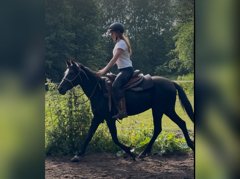 Deutsches Reitpony Mix Wallach 3 Jahre 140 cm Rappe in Rechenberg-Bienenm&#xFC;hle