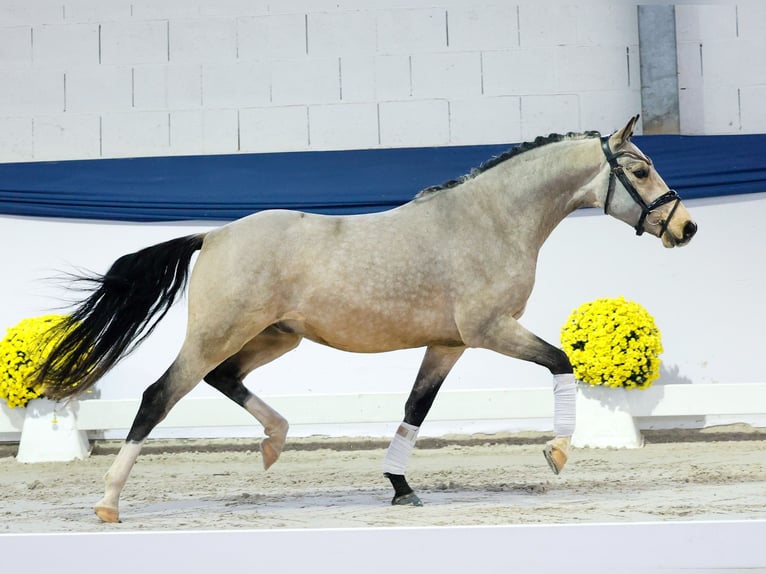Deutsches Reitpony Wallach 3 Jahre 141 cm Falbe in Marsberg
