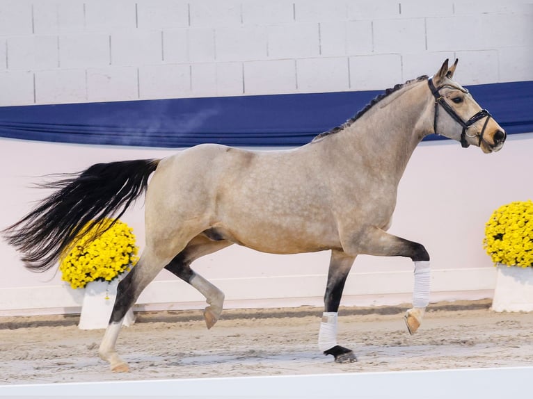 Deutsches Reitpony Wallach 3 Jahre 141 cm Falbe in Marsberg