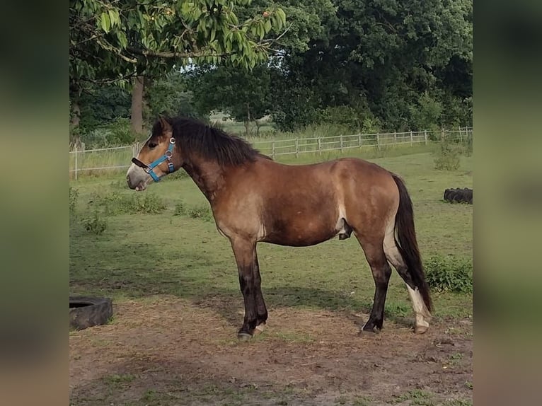 Deutsches Reitpony Wallach 3 Jahre 142 cm Brauner in Hille