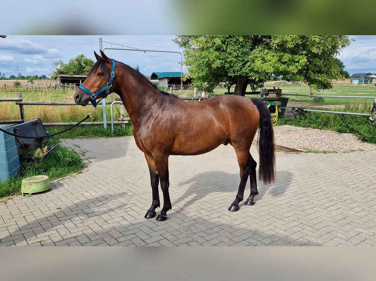 Deutsches Reitpony Wallach 3 Jahre 142 cm Dunkelbrauner in Rehfelde