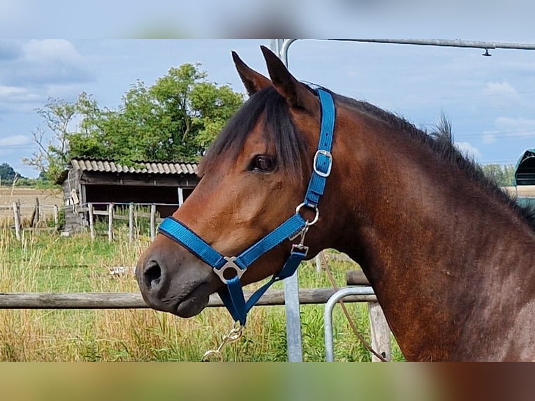 Deutsches Reitpony Wallach 3 Jahre 142 cm Dunkelbrauner in Rehfelde