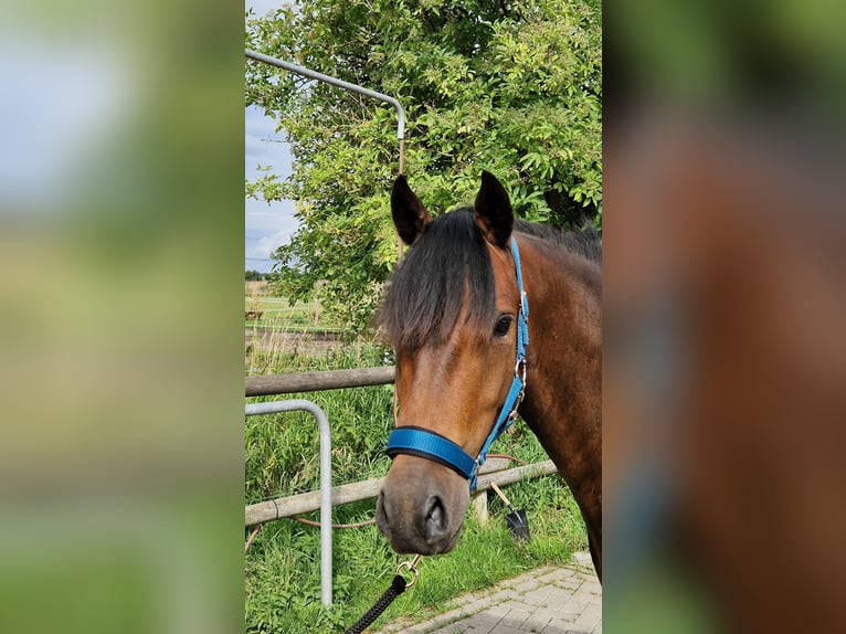 Deutsches Reitpony Wallach 3 Jahre 142 cm Dunkelbrauner in Rehfelde