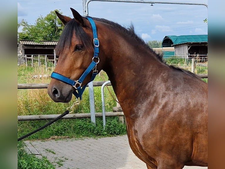 Deutsches Reitpony Wallach 3 Jahre 142 cm Dunkelbrauner in Rehfelde