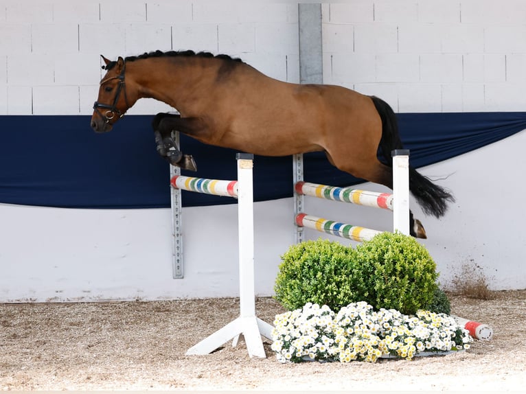 Deutsches Reitpony Wallach 3 Jahre 142 cm Falbe in Marsberg