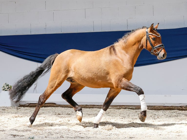 Deutsches Reitpony Wallach 3 Jahre 142 cm Falbe in Marsberg