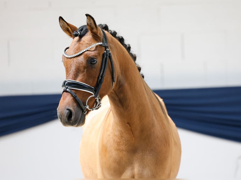 Deutsches Reitpony Wallach 3 Jahre 142 cm Falbe in Marsberg
