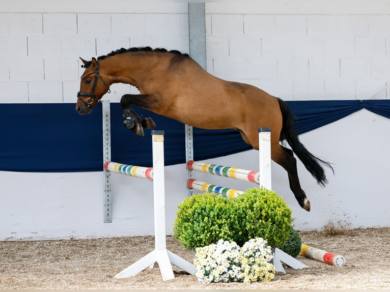 Deutsches Reitpony Wallach 3 Jahre 142 cm Falbe in Marsberg