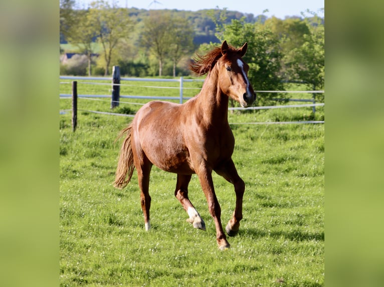 Deutsches Reitpony Wallach 3 Jahre 142 cm Fuchs in Nottuln