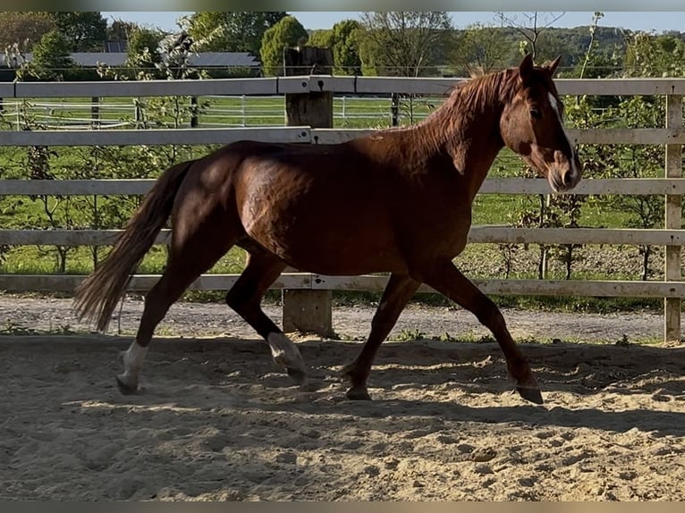 Deutsches Reitpony Wallach 3 Jahre 142 cm Fuchs in Nottuln