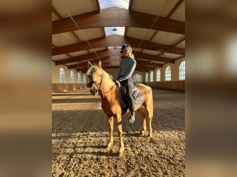 Deutsches Reitpony Wallach 3 Jahre 142 cm Palomino in Hagen am ...