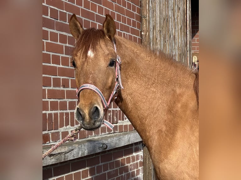 Deutsches Reitpony Wallach 3 Jahre 142 cm Red Dun in bergen