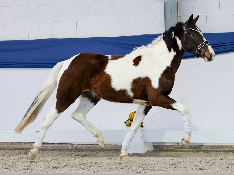 Deutsches Reitpony Wallach 3 Jahre 142 cm Schecke in Marsberg