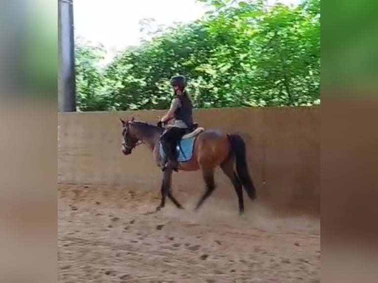 Deutsches Reitpony Wallach 3 Jahre 143 cm Buckskin in H&#xF6;pfingen