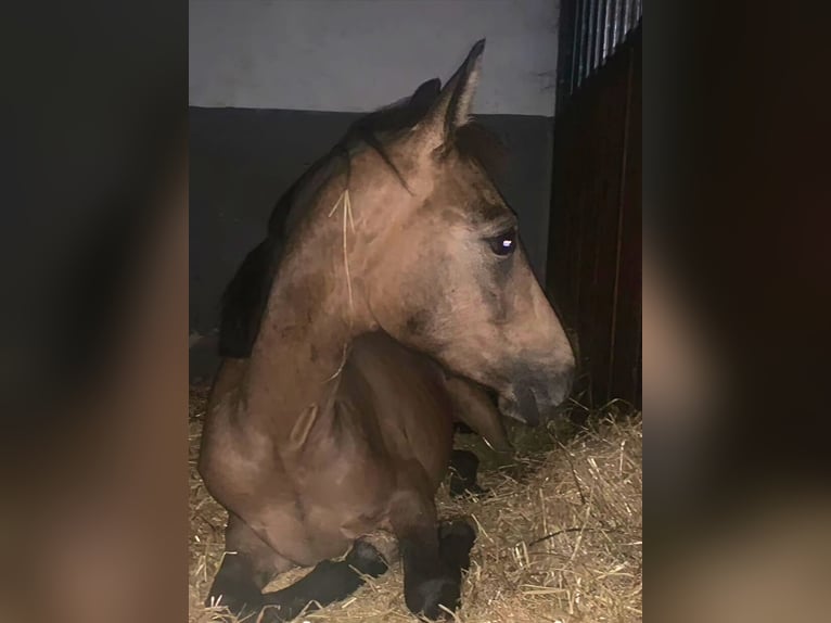 Deutsches Reitpony Wallach 3 Jahre 143 cm Buckskin in H&#xF6;pfingen