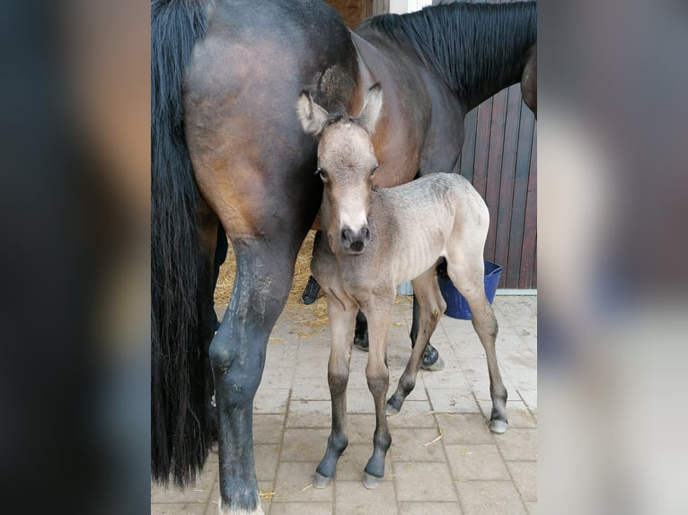 Deutsches Reitpony Wallach 3 Jahre 143 cm Buckskin in H&#xF6;pfingen