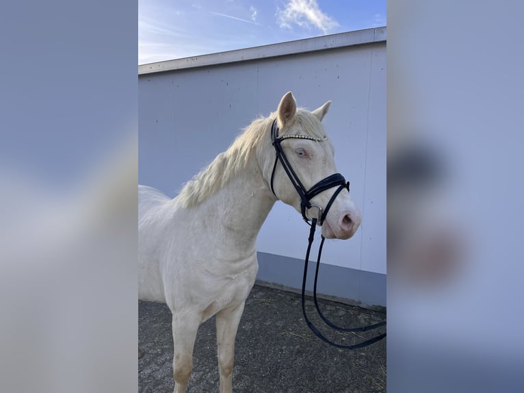 Deutsches Reitpony Wallach 3 Jahre 143 cm Cremello in Vettweiß