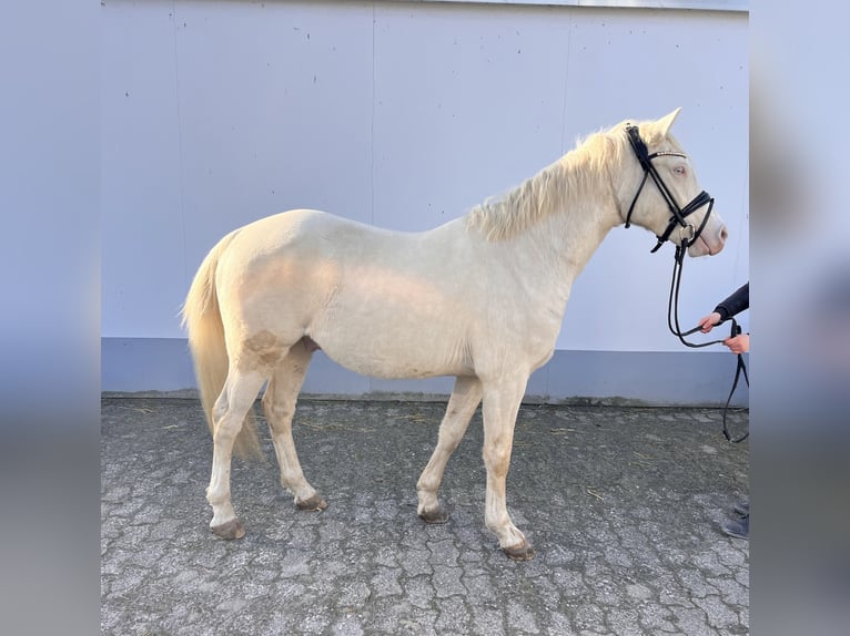 Deutsches Reitpony Wallach 3 Jahre 143 cm Cremello in Vettweiß