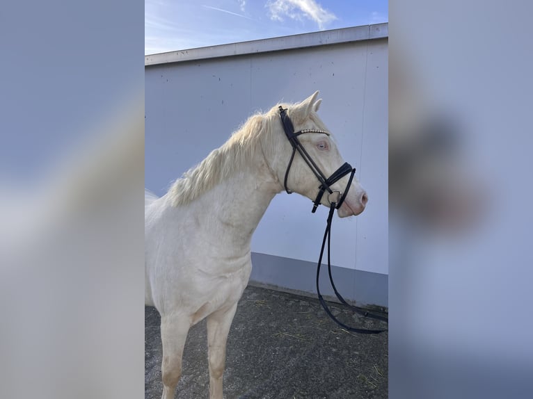 Deutsches Reitpony Wallach 3 Jahre 143 cm Cremello in Vettweiß