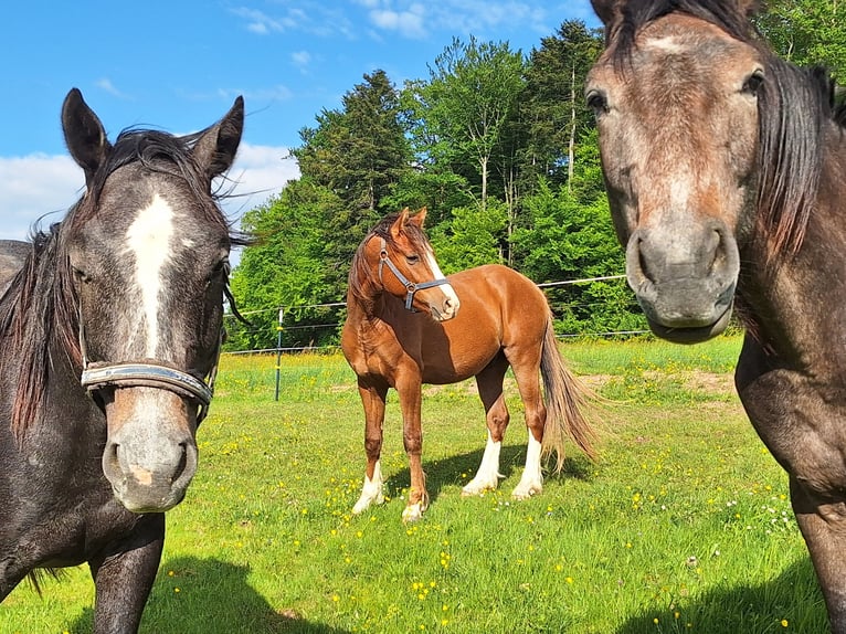 Deutsches Reitpony Wallach 3 Jahre 143 cm Dunkelfuchs in Auenwald