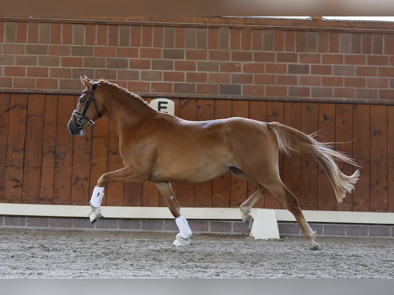 Deutsches Reitpony Wallach 3 Jahre 143 cm Falbe in Cappeln