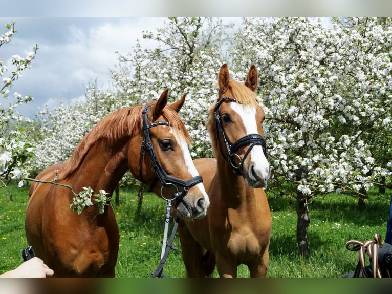 Deutsches Reitpony Wallach 3 Jahre 143 cm Fuchs in Gemmrigheim