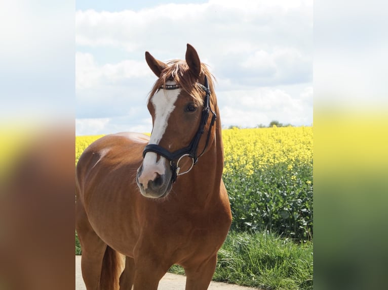 Deutsches Reitpony Wallach 3 Jahre 143 cm Fuchs in Gemmrigheim