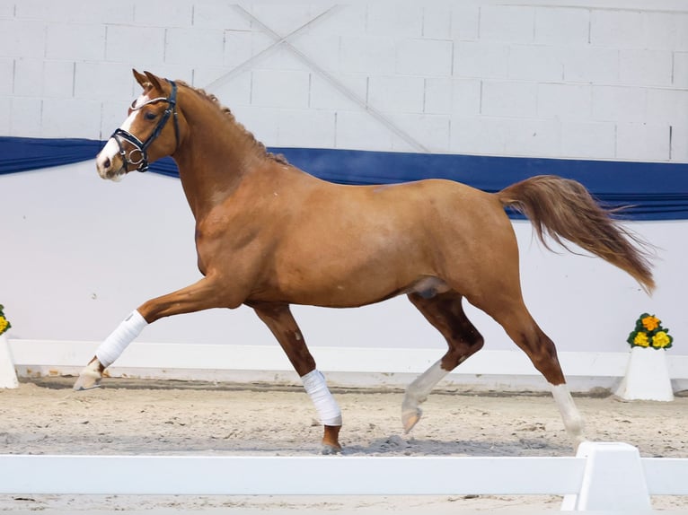 Deutsches Reitpony Wallach 3 Jahre 143 cm Fuchs in Marsberg
