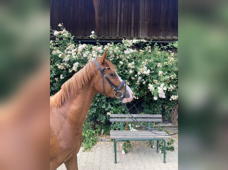 Deutsches Reitpony Wallach 3 Jahre 143 cm Fuchs in Loiching