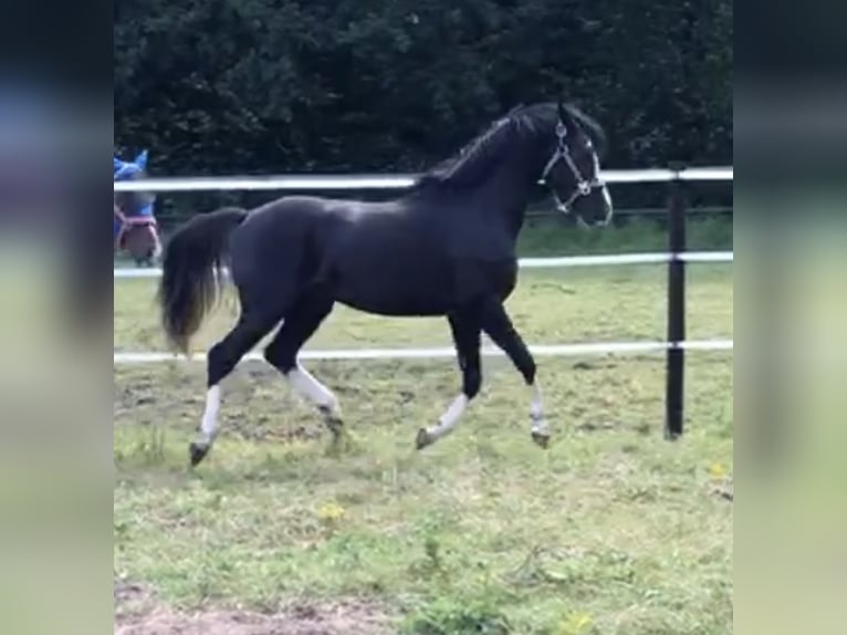 Deutsches Reitpony Wallach 3 Jahre 143 cm Rappe in Rommerskirchen