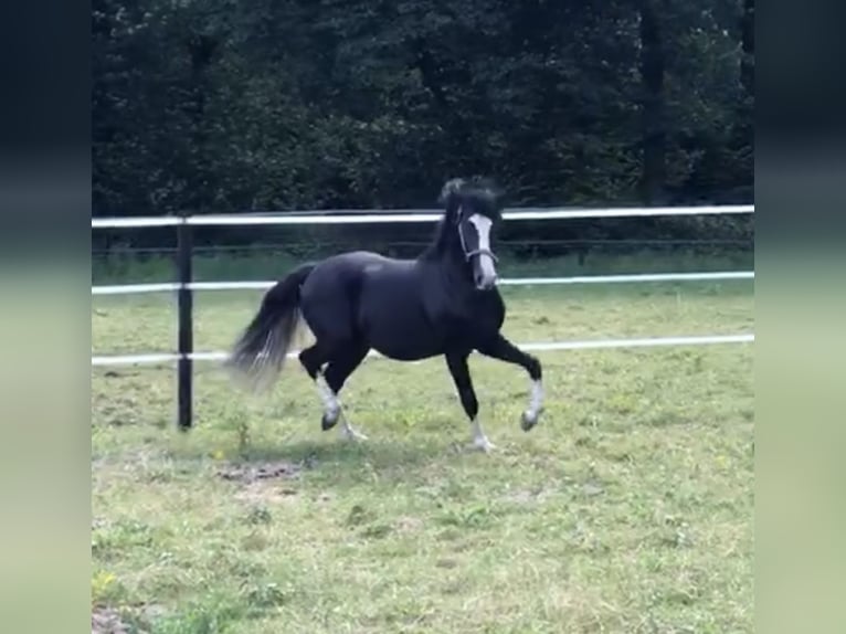 Deutsches Reitpony Wallach 3 Jahre 143 cm Rappe in Rommerskirchen