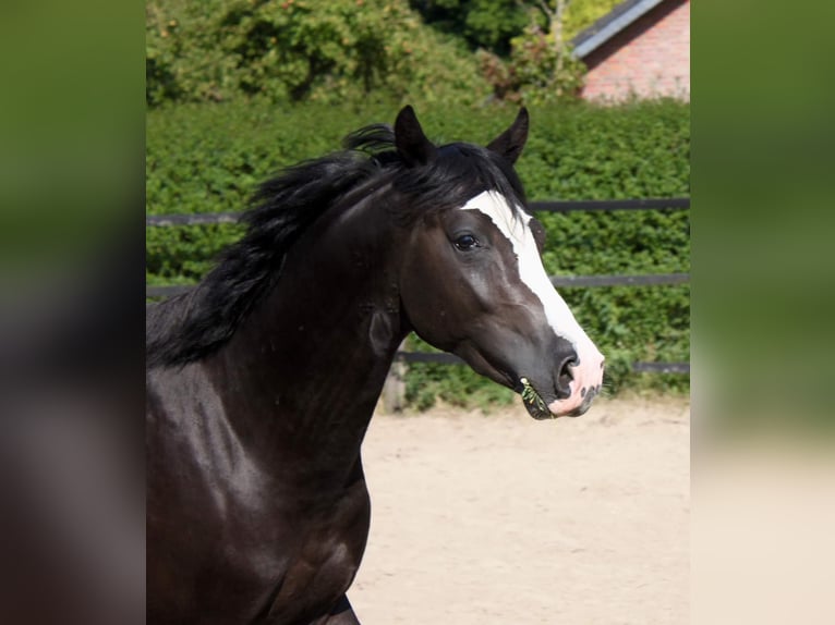 Deutsches Reitpony Wallach 3 Jahre 143 cm Rappe in Rommerskirchen