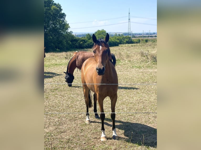 Deutsches Reitpony Wallach 3 Jahre 143 cm Rotbrauner in Schloßvippach