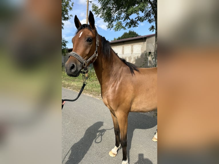 Deutsches Reitpony Wallach 3 Jahre 143 cm Rotbrauner in Schloßvippach