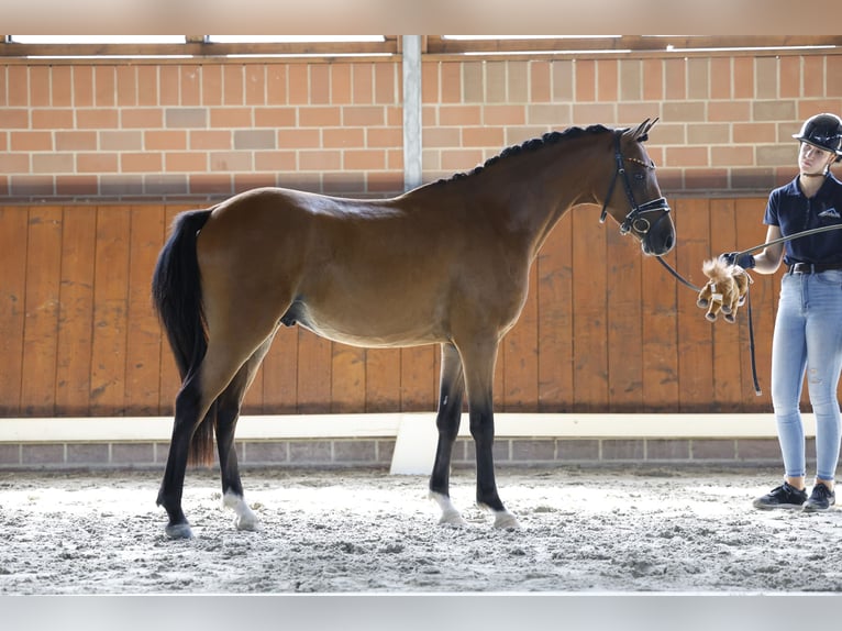 Deutsches Reitpony Wallach 3 Jahre 144 cm Brauner in Cappeln