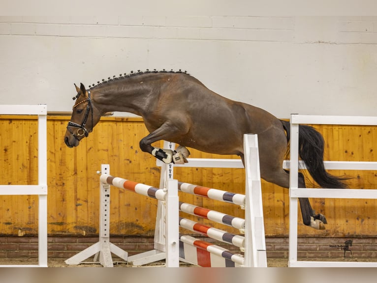 Deutsches Reitpony Wallach 3 Jahre 144 cm Brauner in Cappeln