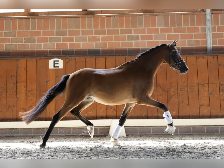 Deutsches Reitpony Wallach 3 Jahre 144 cm Brauner in Cappeln