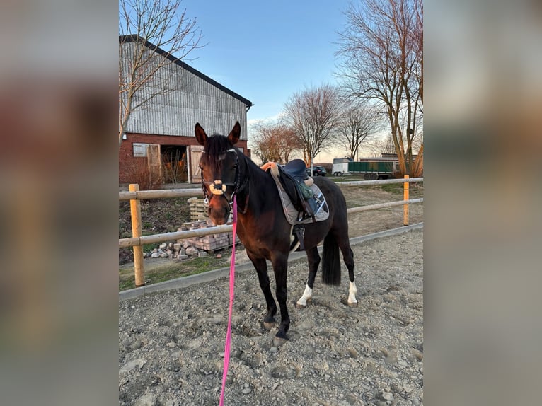 Deutsches Reitpony Wallach 3 Jahre 144 cm Brauner in Ahrenshöft