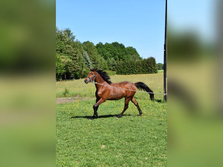 Deutsches Reitpony Wallach 3 Jahre 144 cm Brauner in Pausa