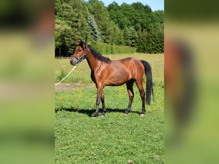 Deutsches Reitpony Wallach 3 Jahre 144 cm Brauner in Pausa